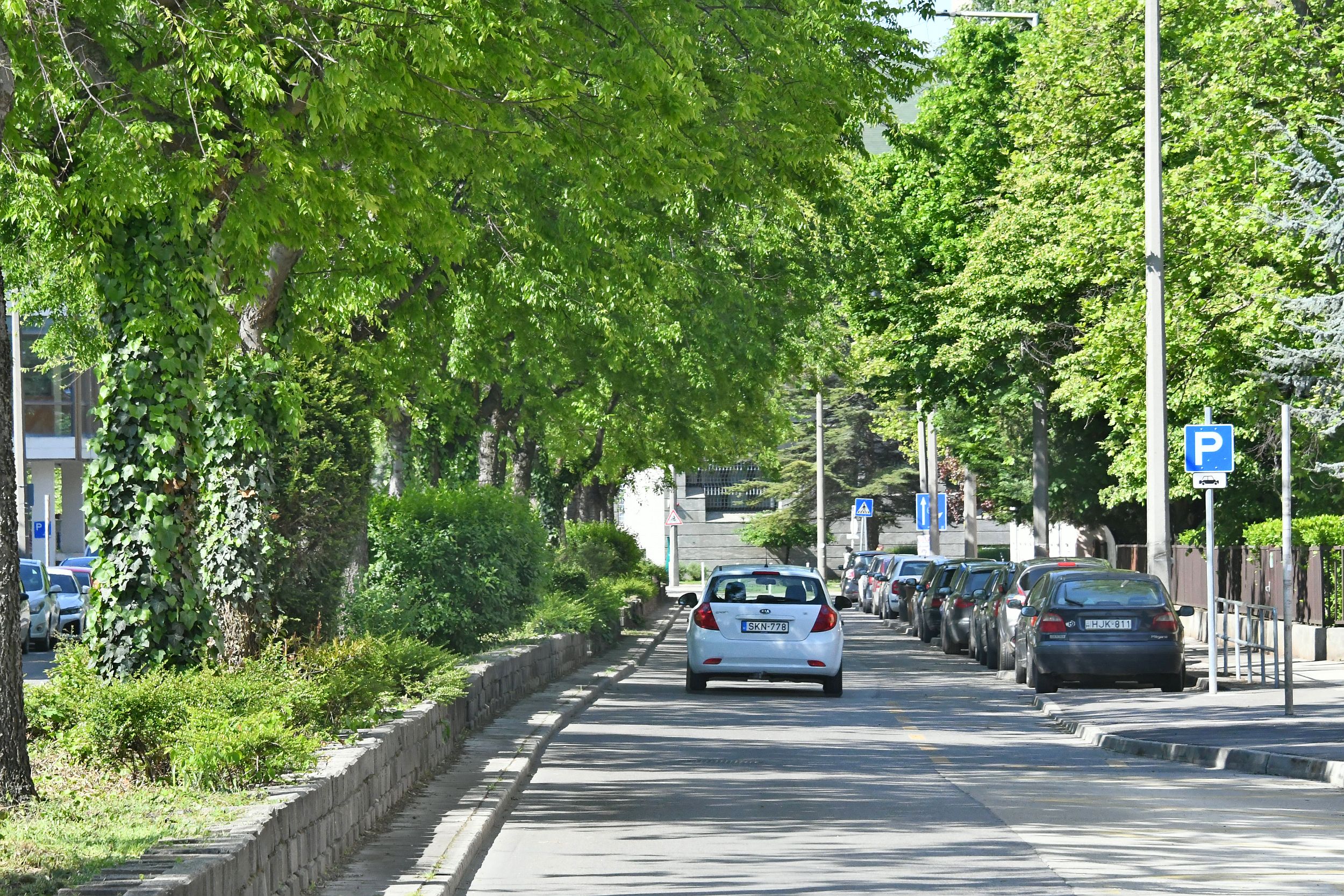 Szakaszos parkolózárás a Rákóczi utcában faápolási munkák miatt